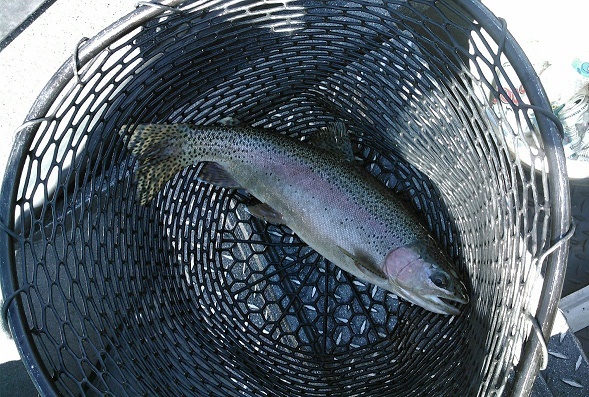 KIM_trout_Fly_Fishing_Sacramento_River