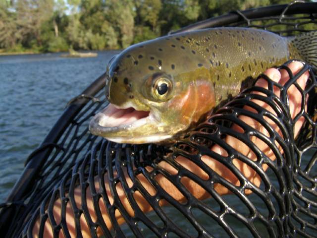 Sacramento River Fly Fishing