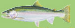 Salmon Fishing
